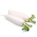 HIGH QUALITY WATER WASHED FRESH WHITE RADISH